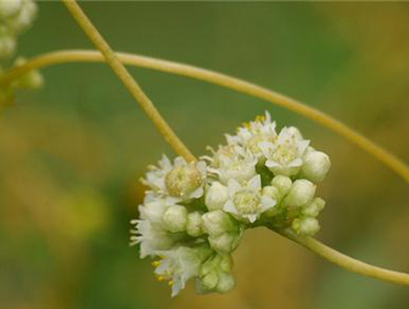 菟丝子提取物
