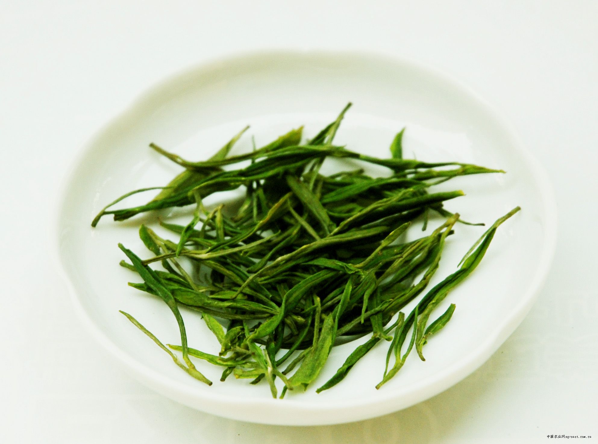 白茶提取物