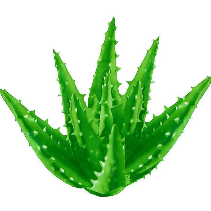 芦荟提取物