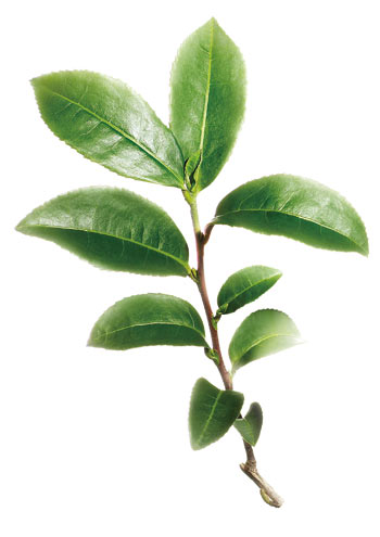 茶氨酸
